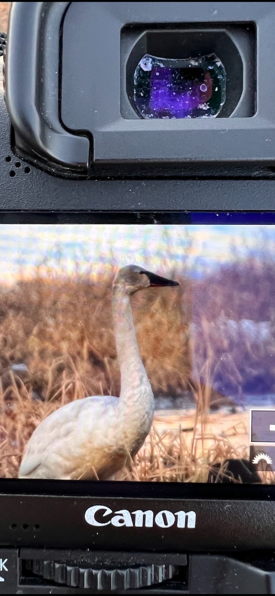 Tundra Swan - Debbie Gardner