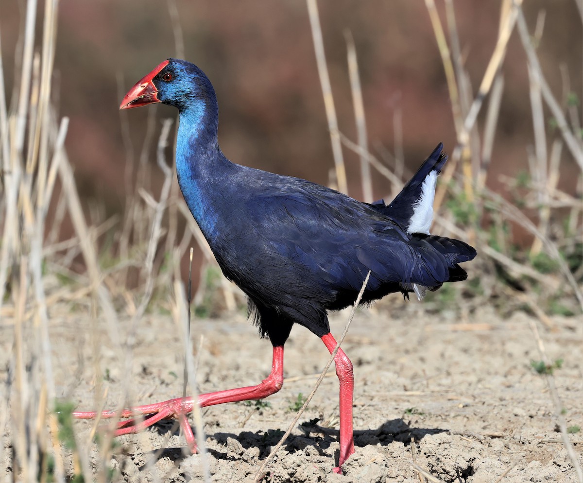 Western Swamphen - ML534075351