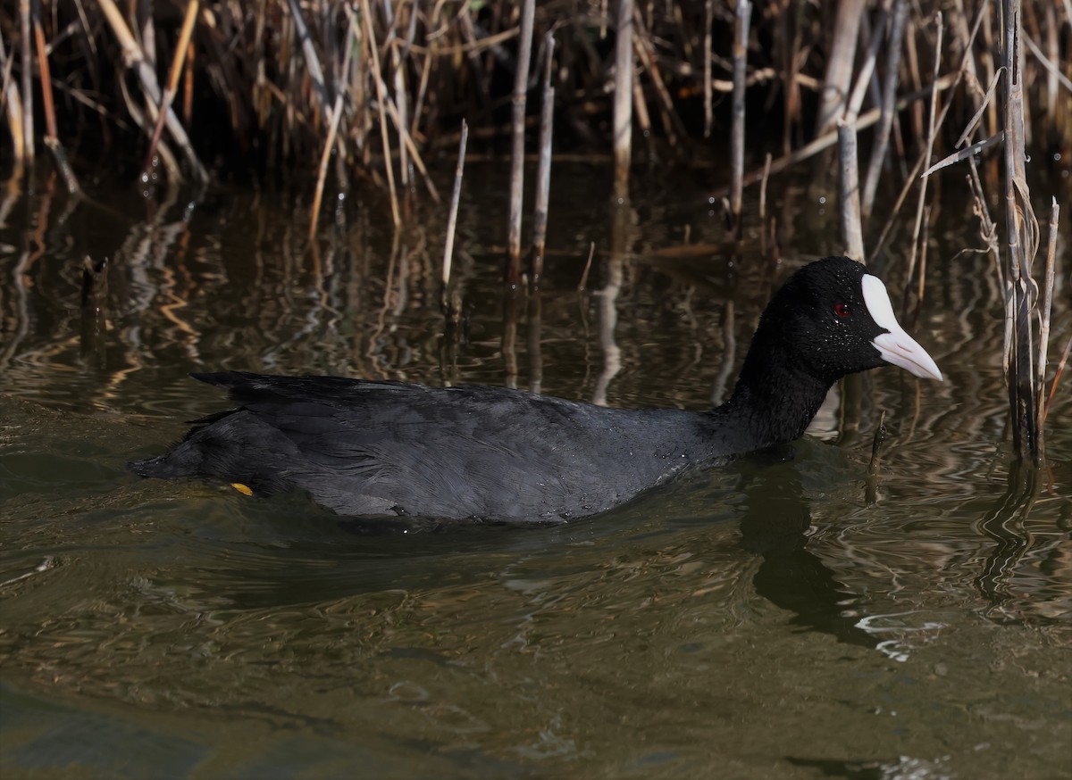 Eurasian Coot - ML534075411