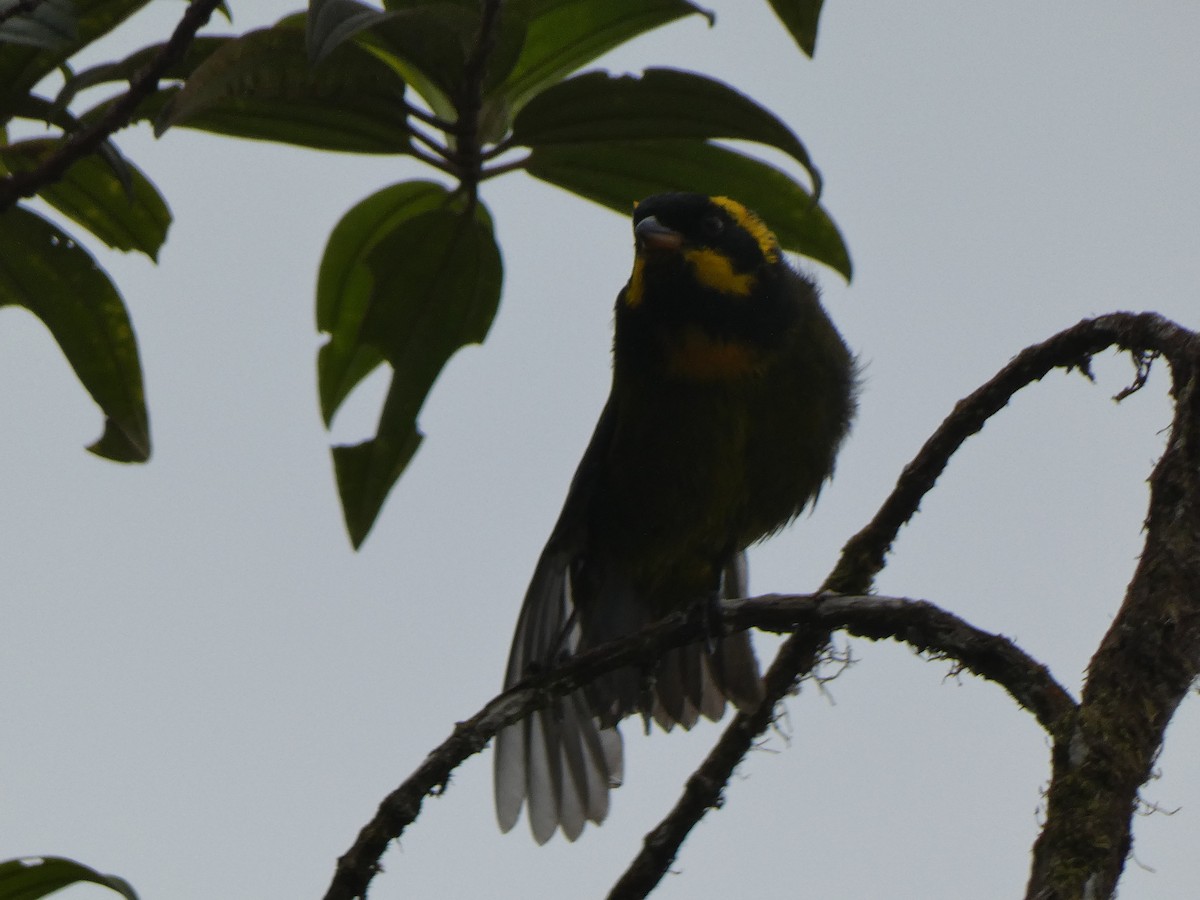 Gold-ringed Tanager - ML534076011