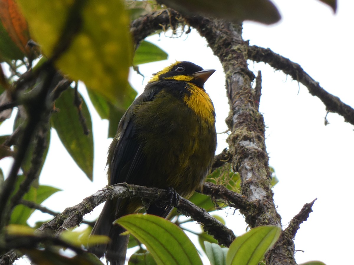 Gold-ringed Tanager - ML534076031