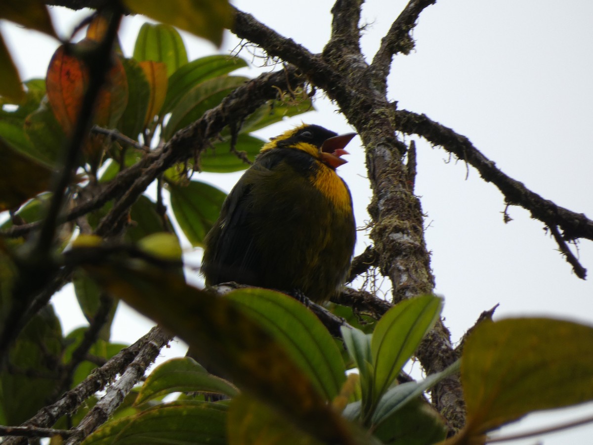 Gold-ringed Tanager - ML534076041