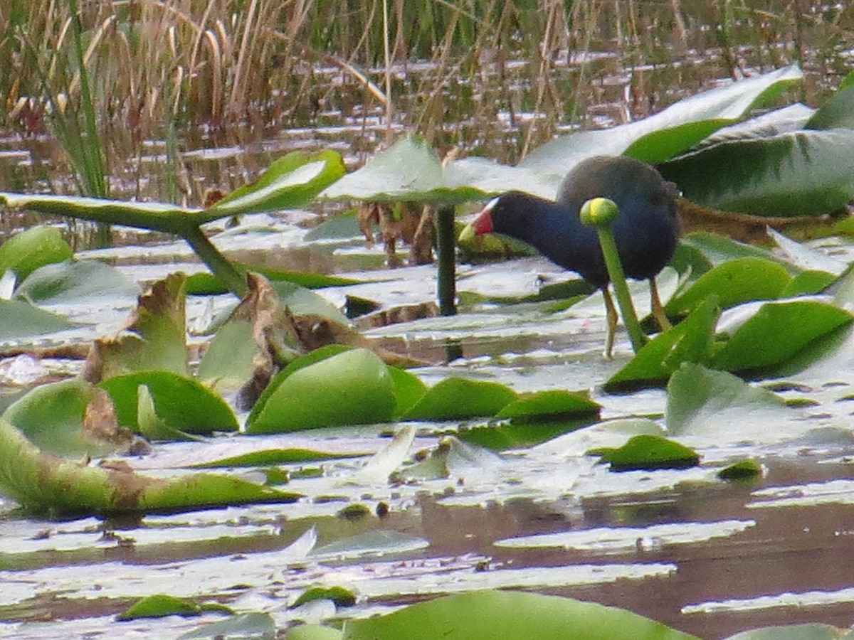 Purple Gallinule - ML534076261