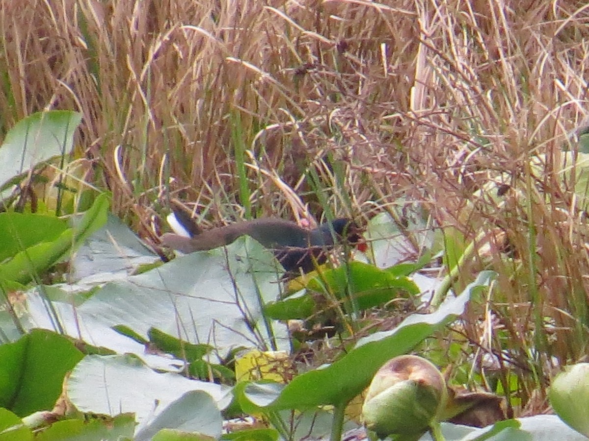 Purple Gallinule - ML534076271