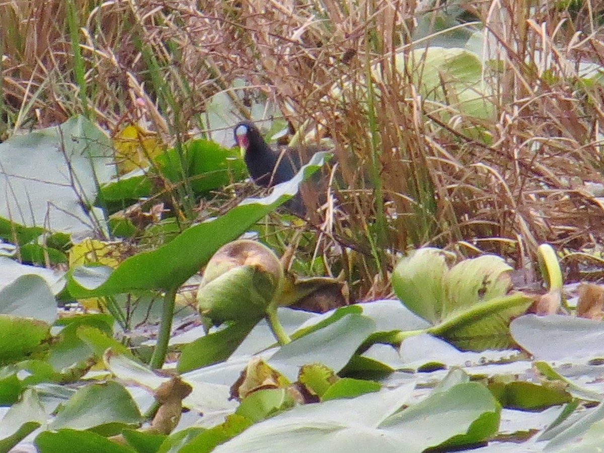 Purple Gallinule - ML534076281