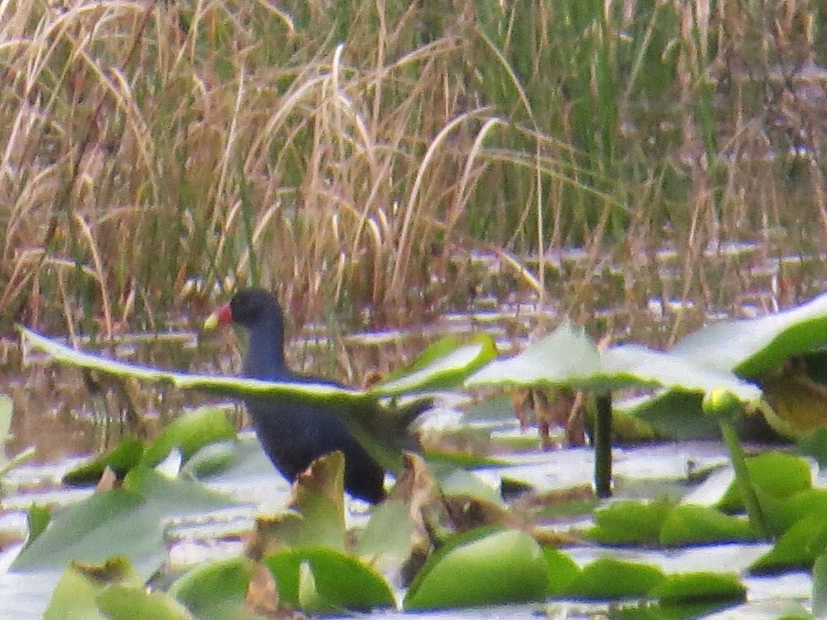 Purple Gallinule - ML534076291