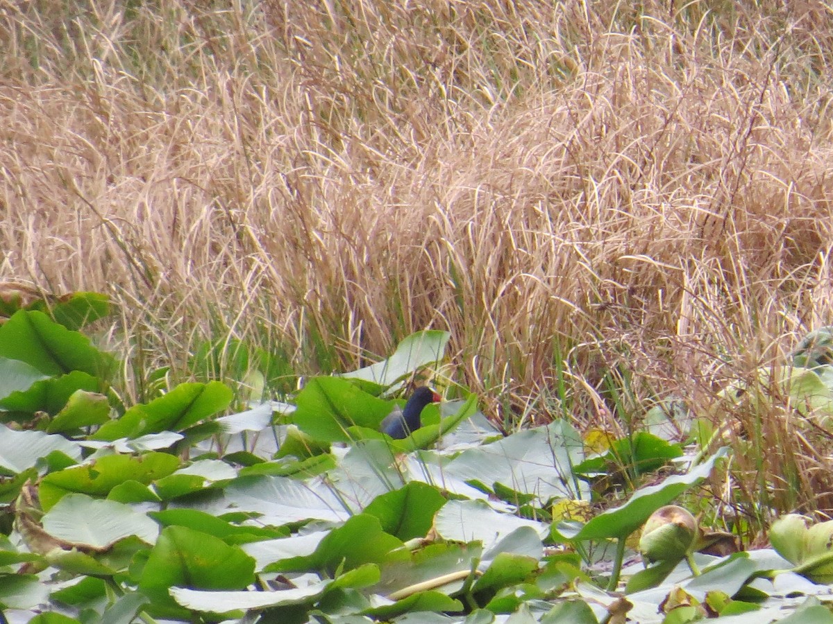 Purple Gallinule - ML534076301