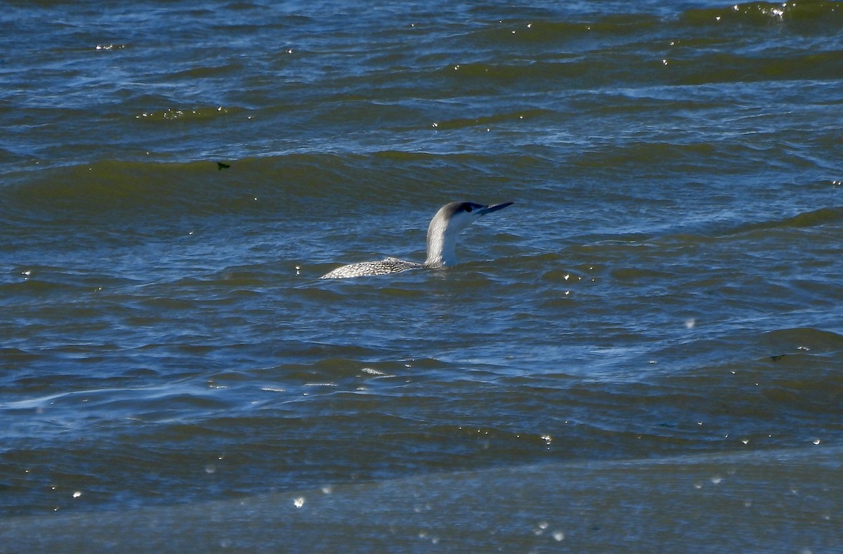 Red-throated Loon - ML534076401