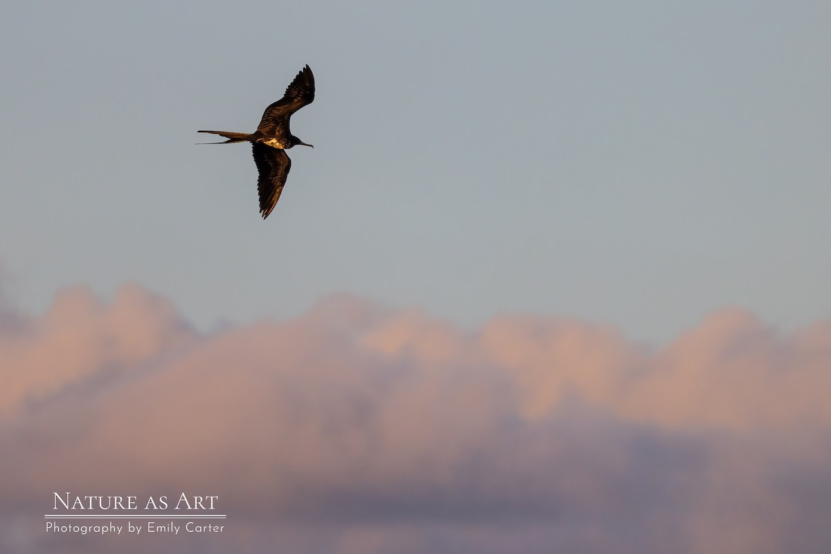 Magnificent Frigatebird - ML534077251