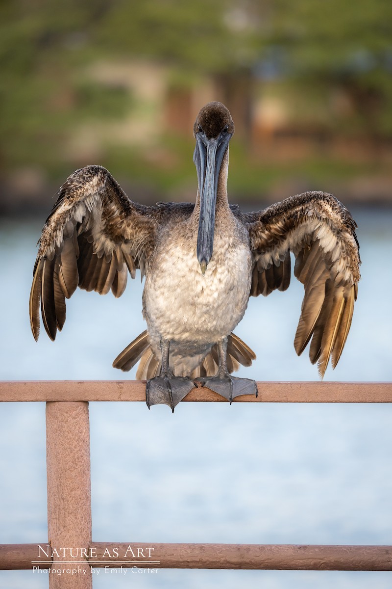 Pelícano Pardo (Galápagos) - ML534077471