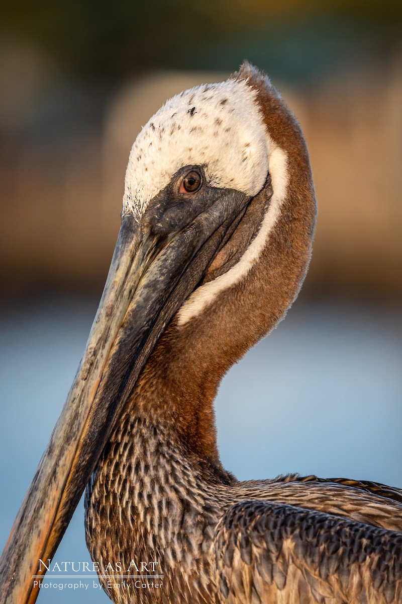 Brown Pelican (Galapagos) - ML534077481