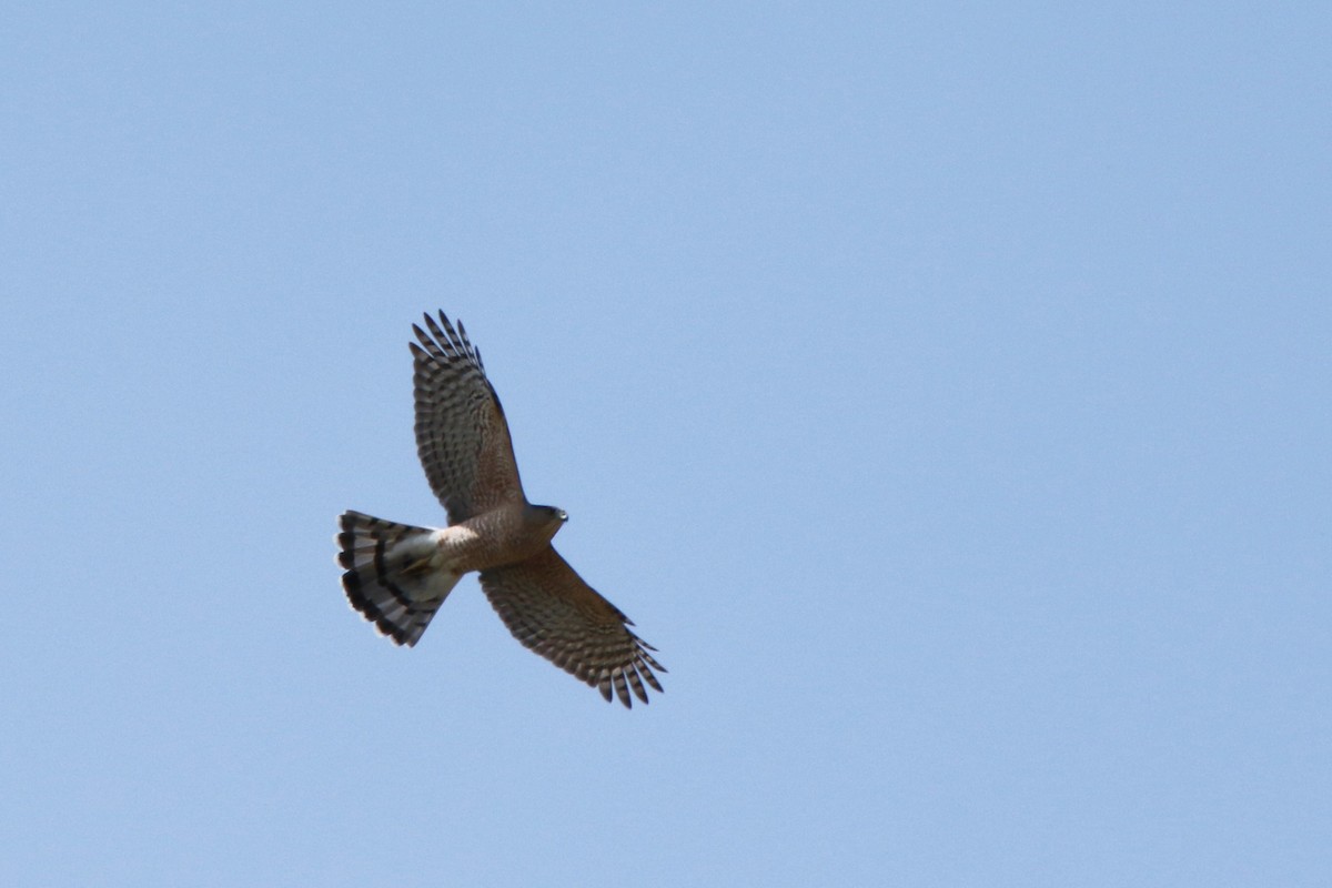 Sharp-shinned Hawk - Derek Stoner