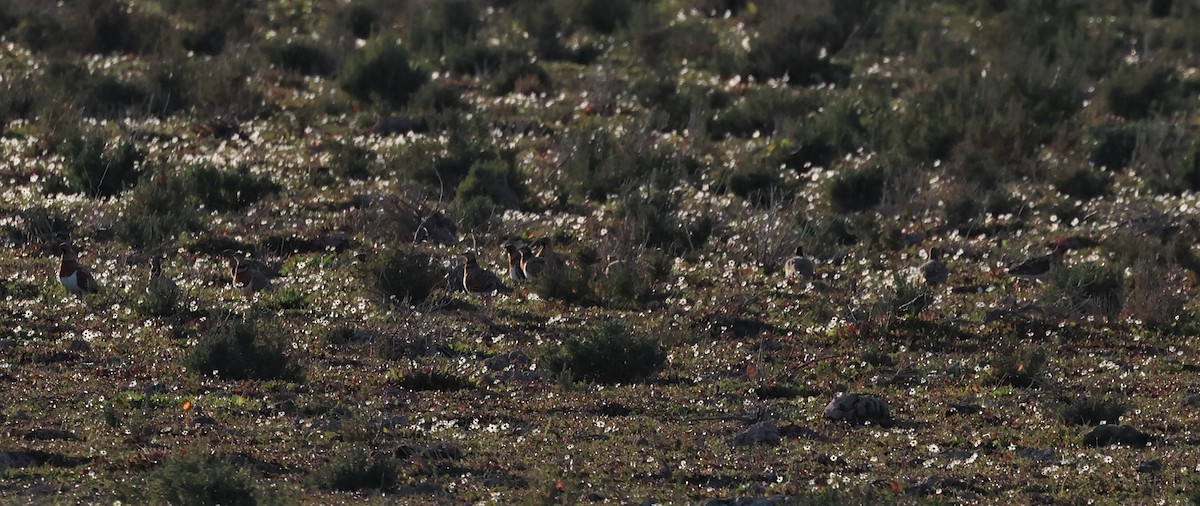 Pin-tailed Sandgrouse - ML534077791