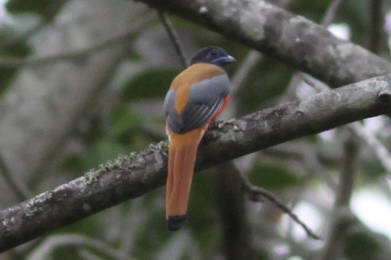 Trogon de Malabar - ML534077921