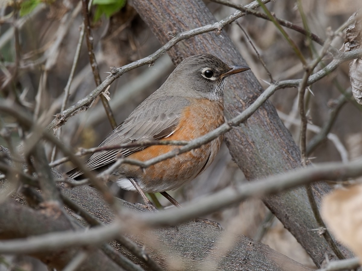 American Robin - ML534078091