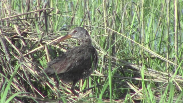 Clapper Rail - ML534078281