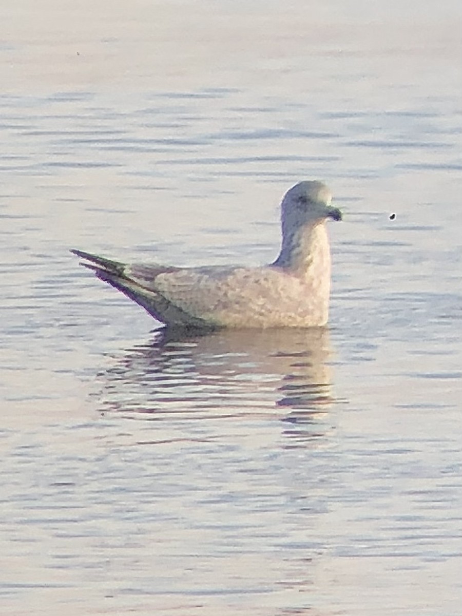 Goéland argenté (smithsonianus) - ML534078431