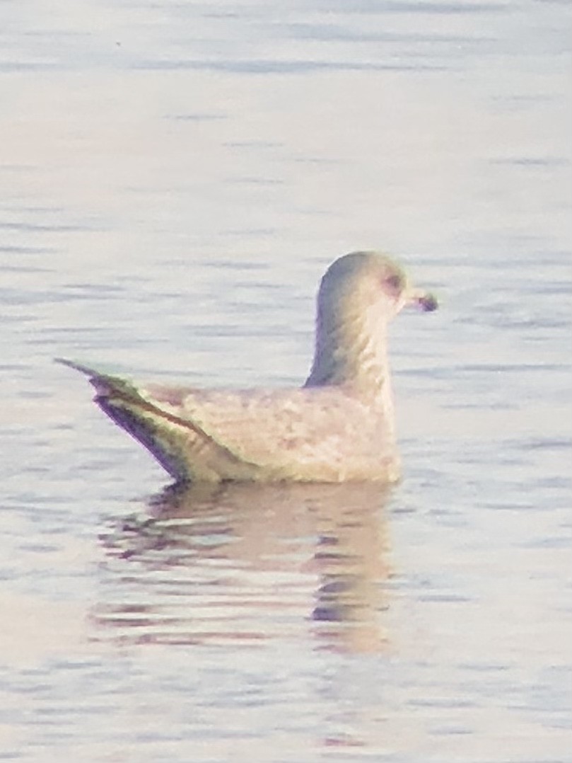 Goéland argenté (smithsonianus) - ML534078441