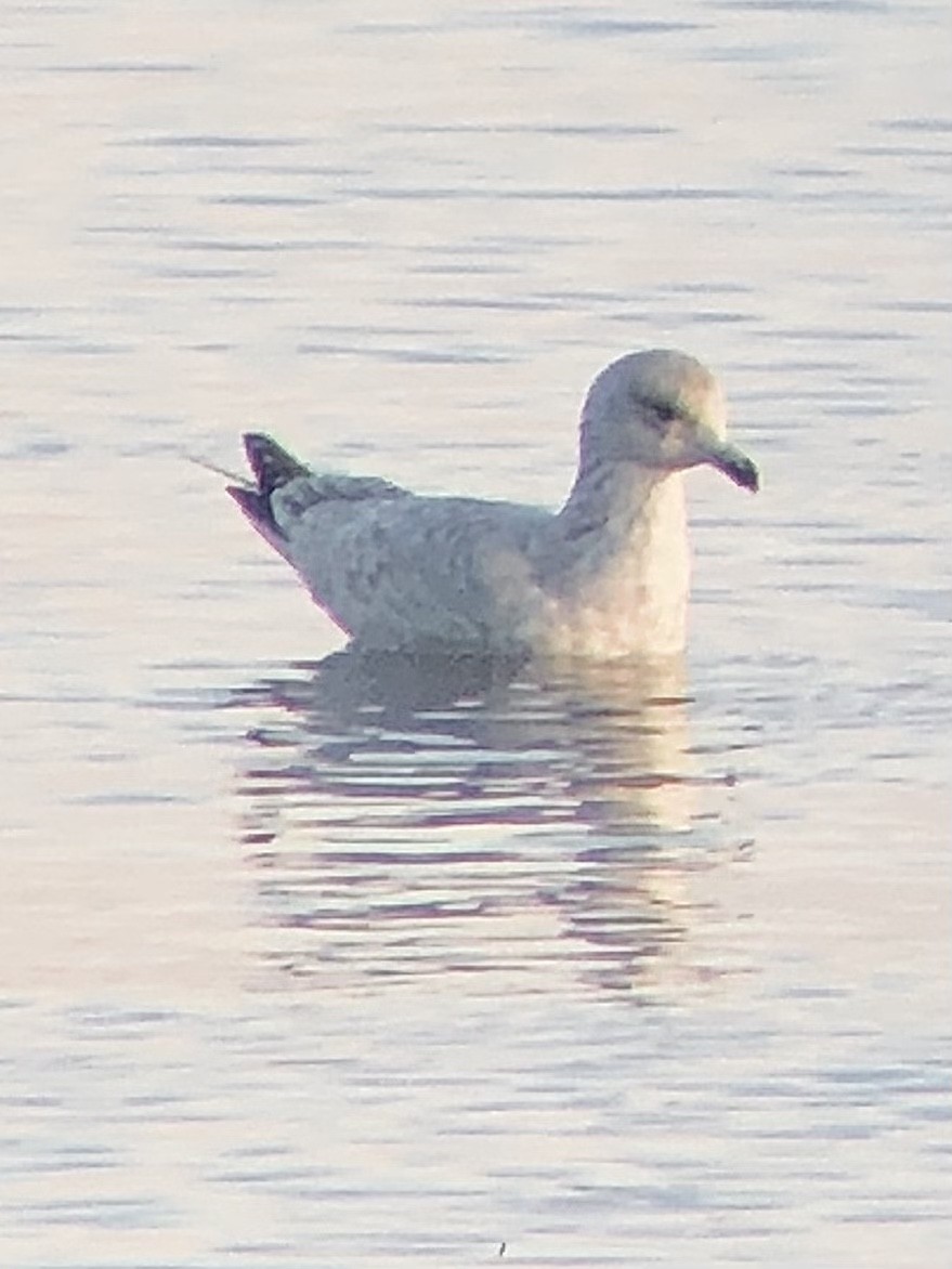 Goéland argenté (smithsonianus) - ML534078451