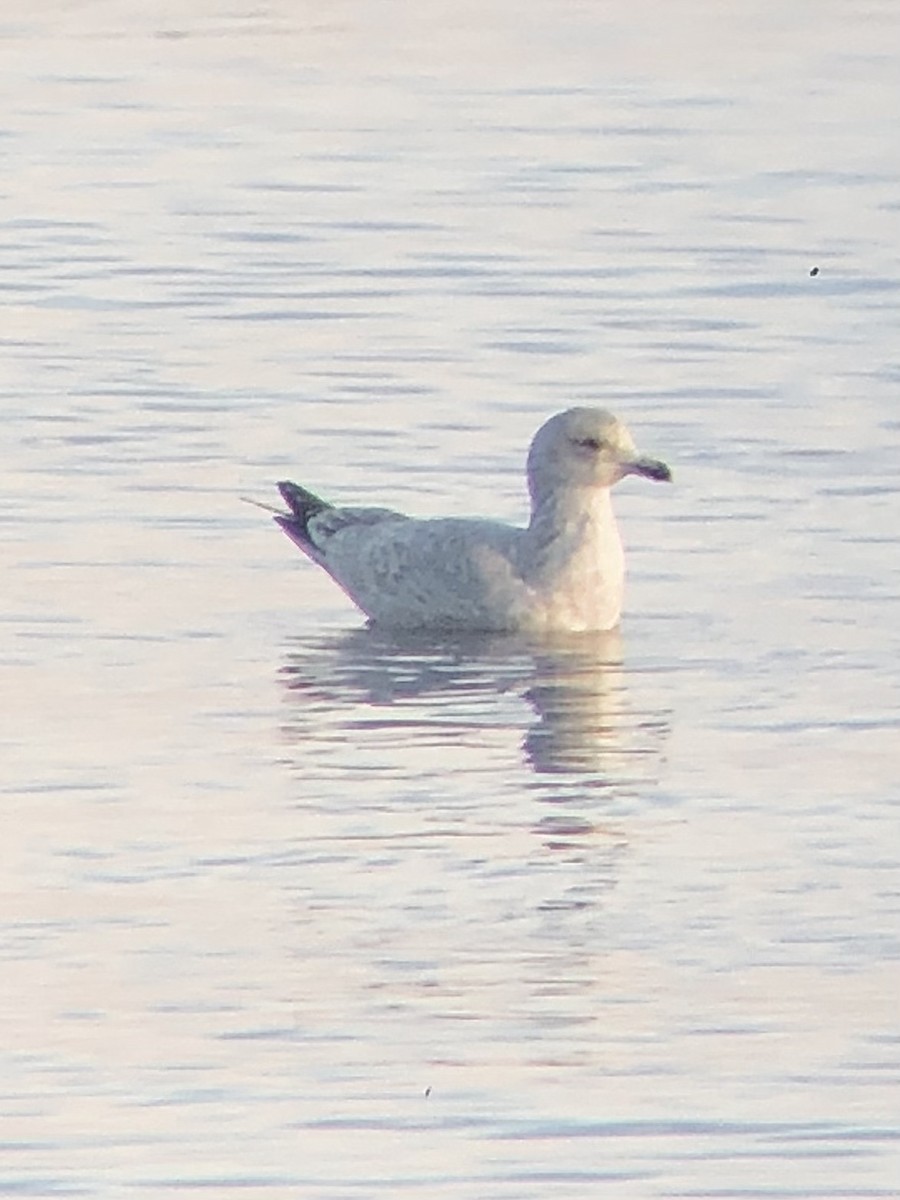 Goéland argenté (smithsonianus) - ML534078461