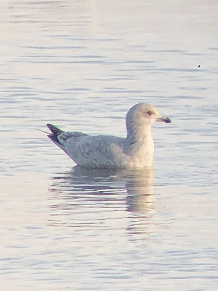 American Herring Gull - ML534078491