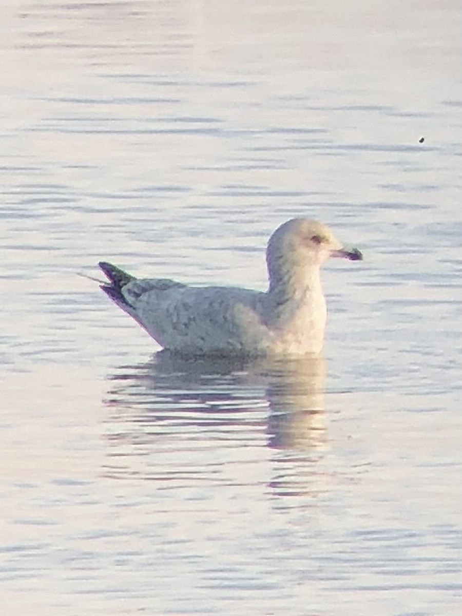 Goéland argenté (smithsonianus) - ML534078491