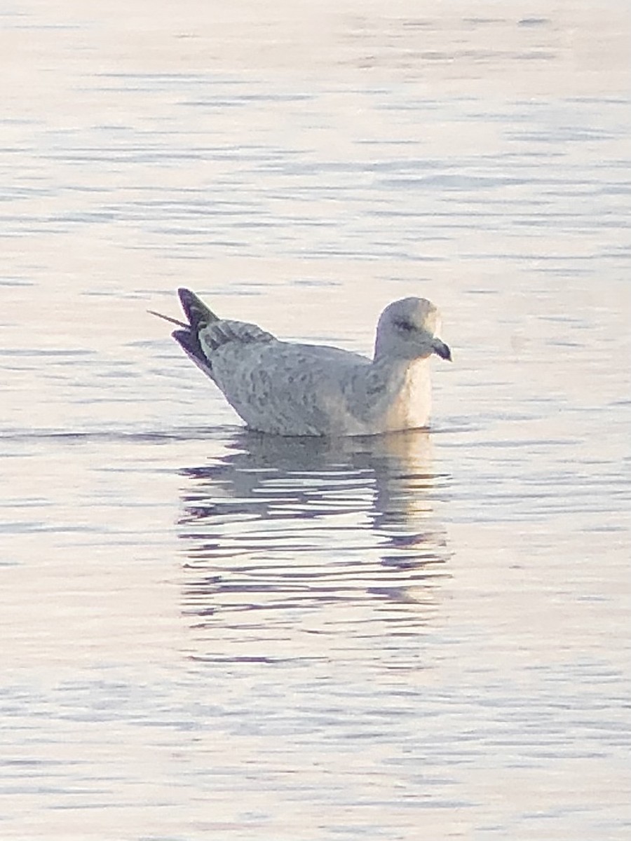 American Herring Gull - ML534078511