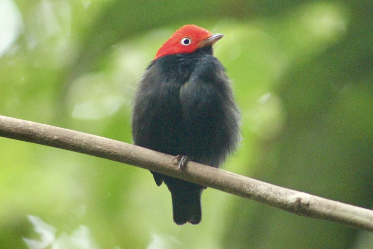 Red-capped Manakin - ML534079111