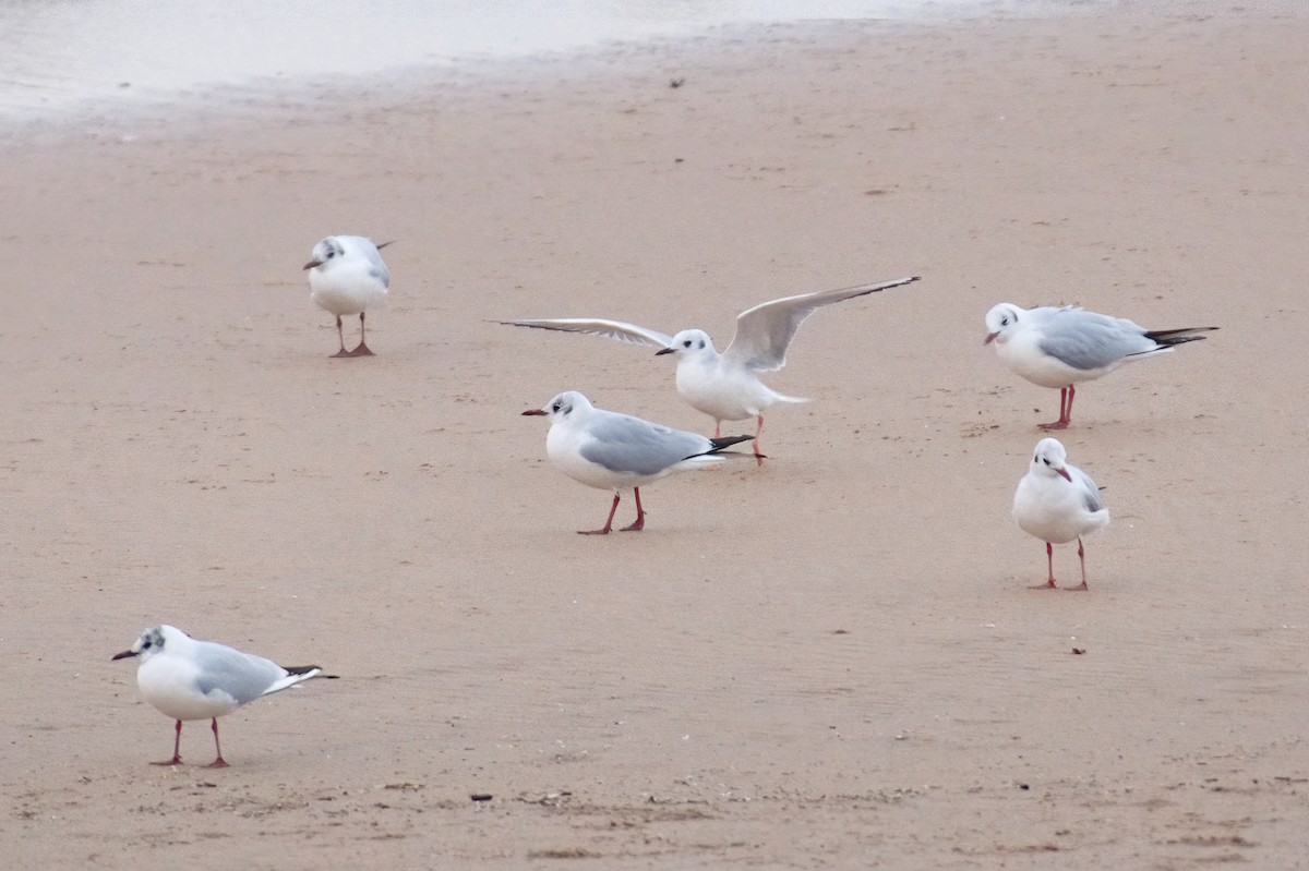 Bonaparte's Gull - ML534079891