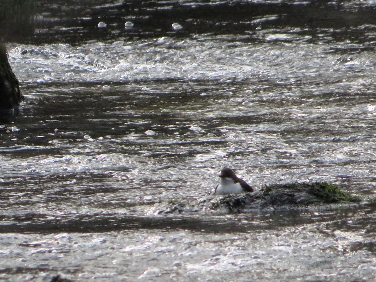 White-throated Dipper - ML534079901