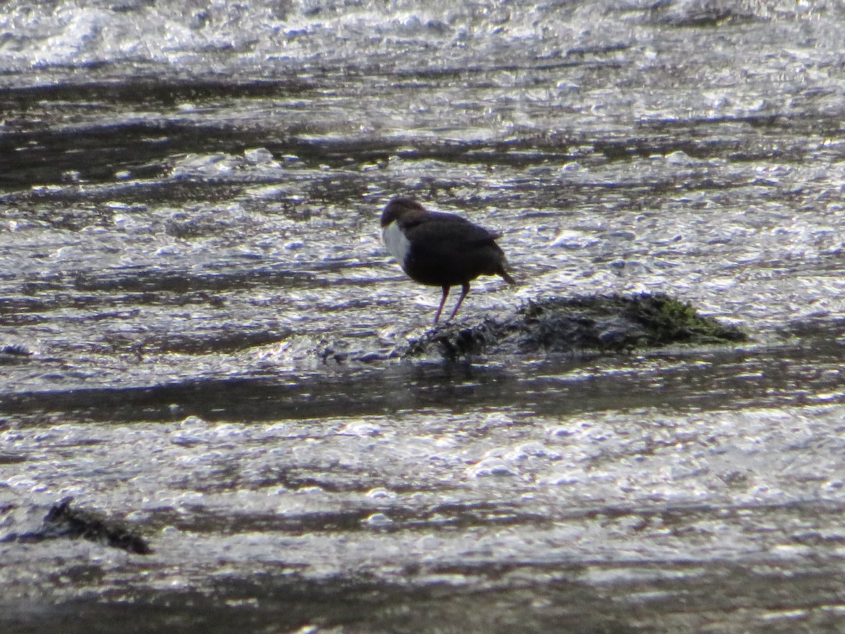 White-throated Dipper - Margarida Azeredo