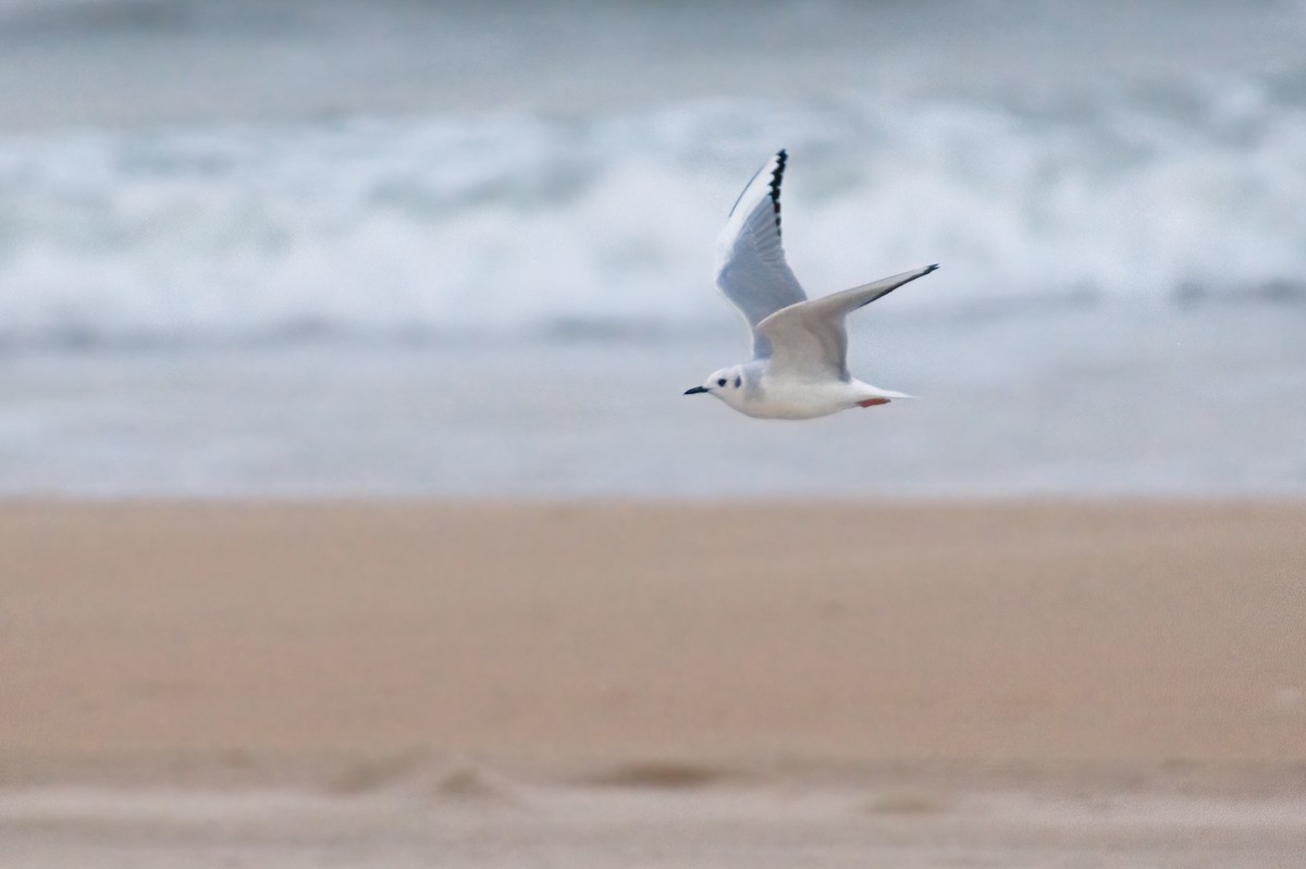 Bonaparte's Gull - ML534080101