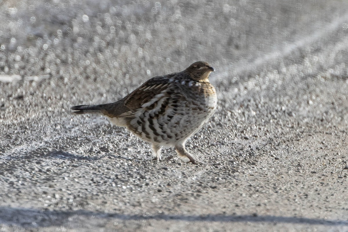 Ruffed Grouse - ML534080331