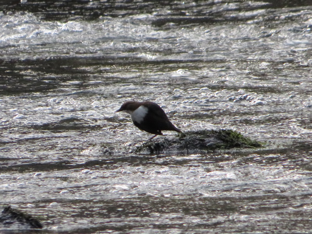 White-throated Dipper - Margarida Azeredo