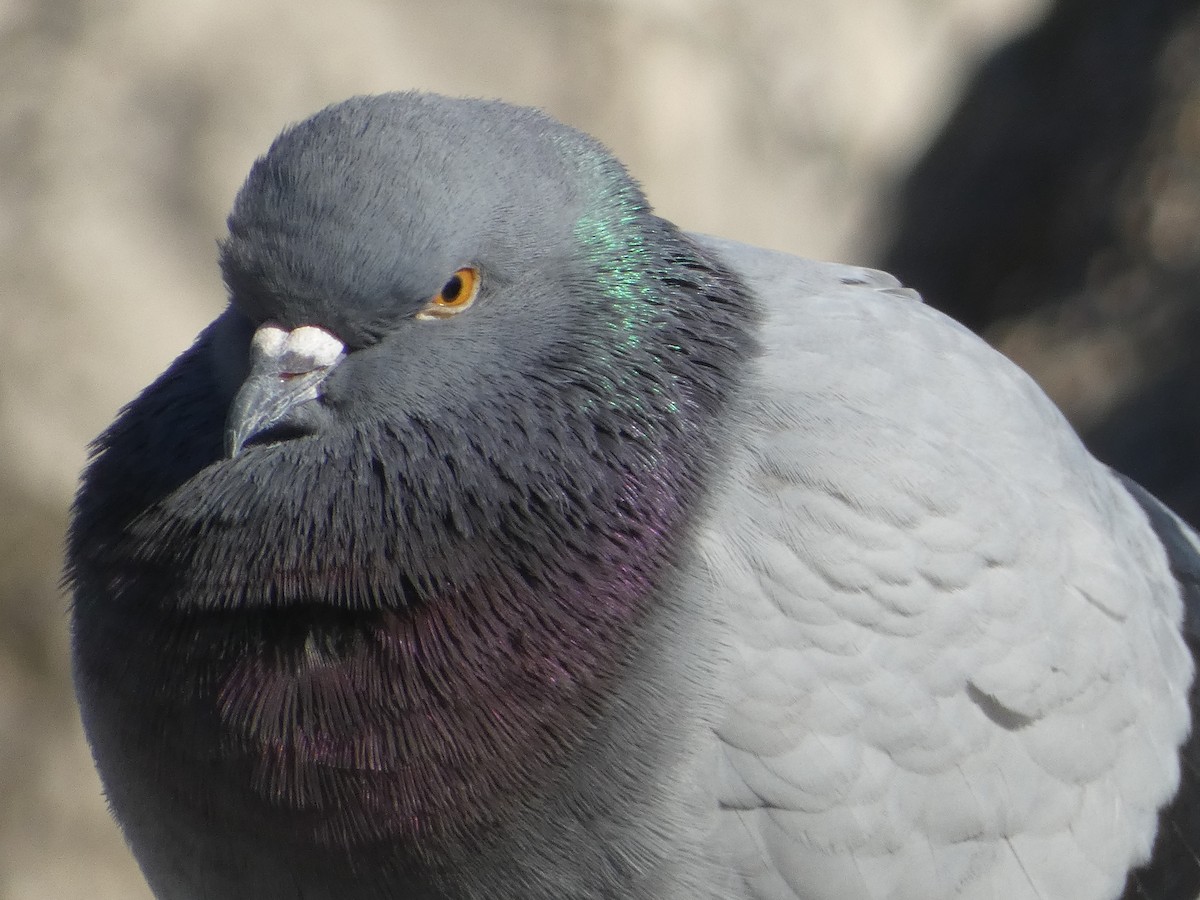 Rock Pigeon (Feral Pigeon) - ML534080751