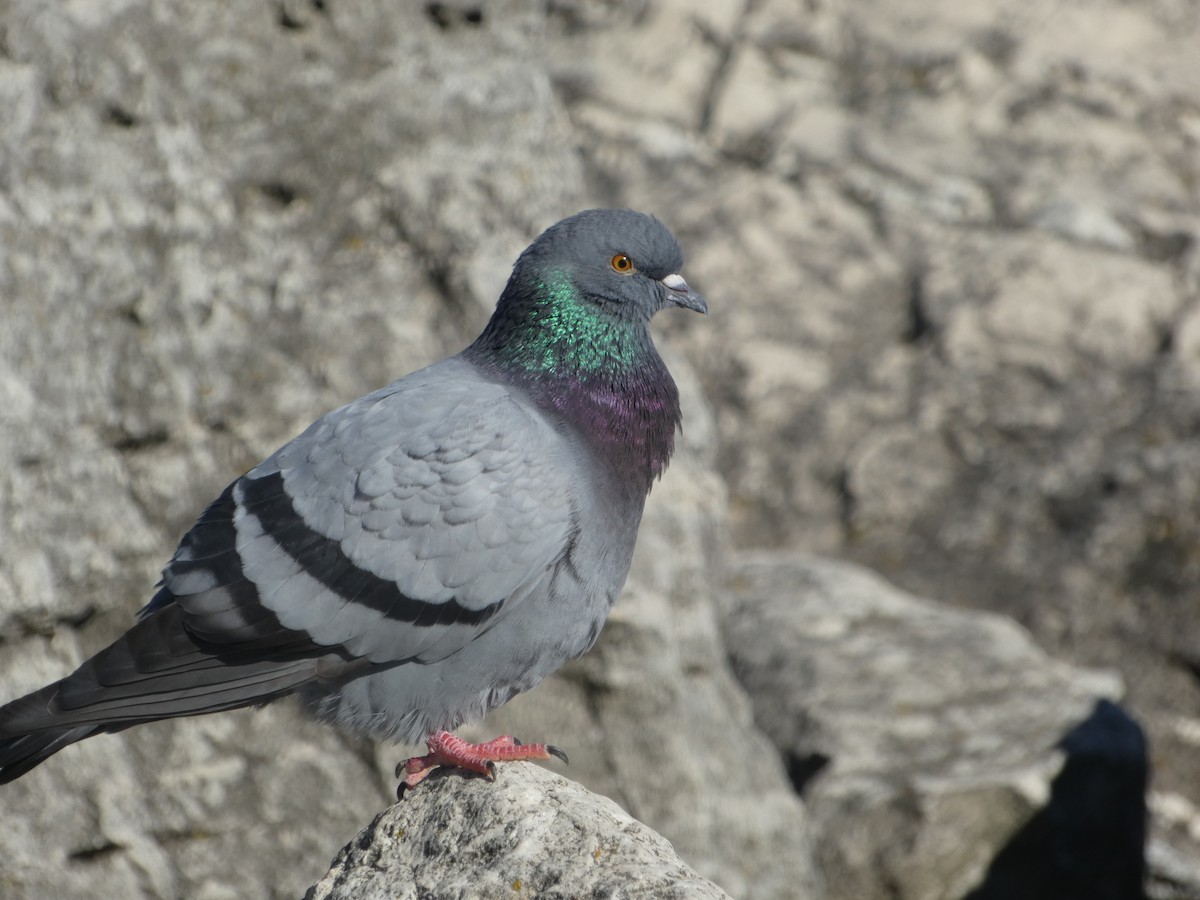 Rock Pigeon (Feral Pigeon) - ML534080811