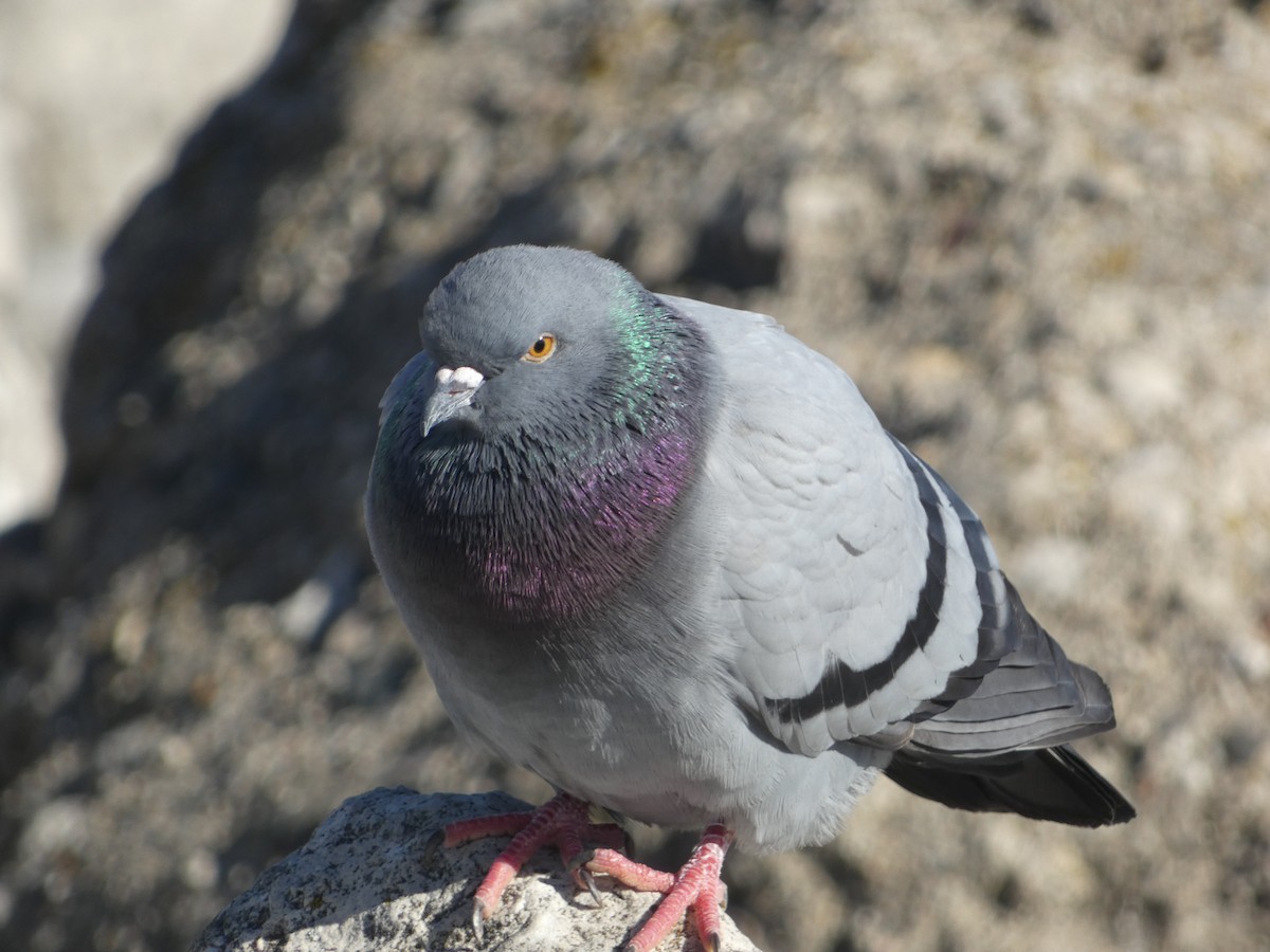 Rock Pigeon (Feral Pigeon) - ML534080821