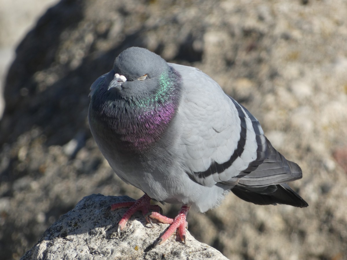 Rock Pigeon (Feral Pigeon) - ML534080831