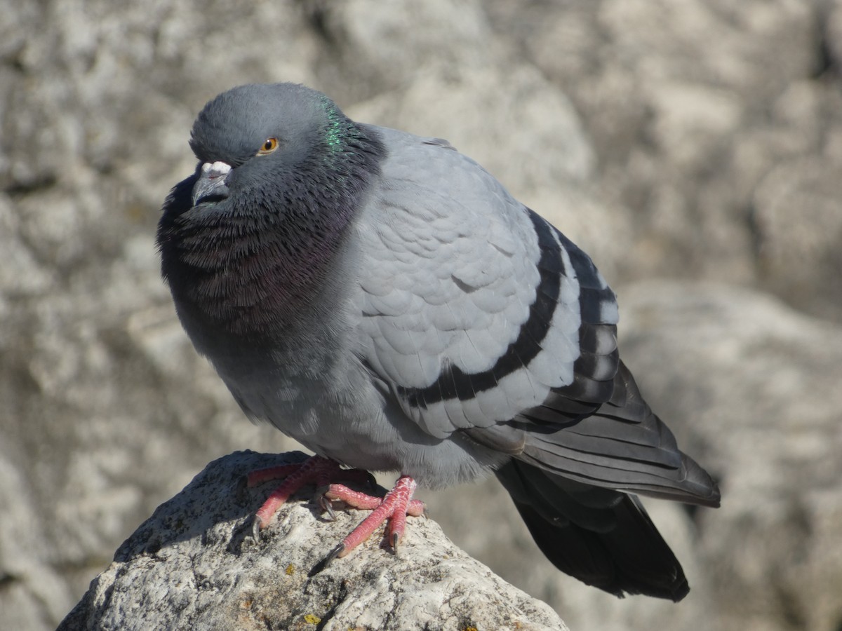 Rock Pigeon (Feral Pigeon) - ML534080841