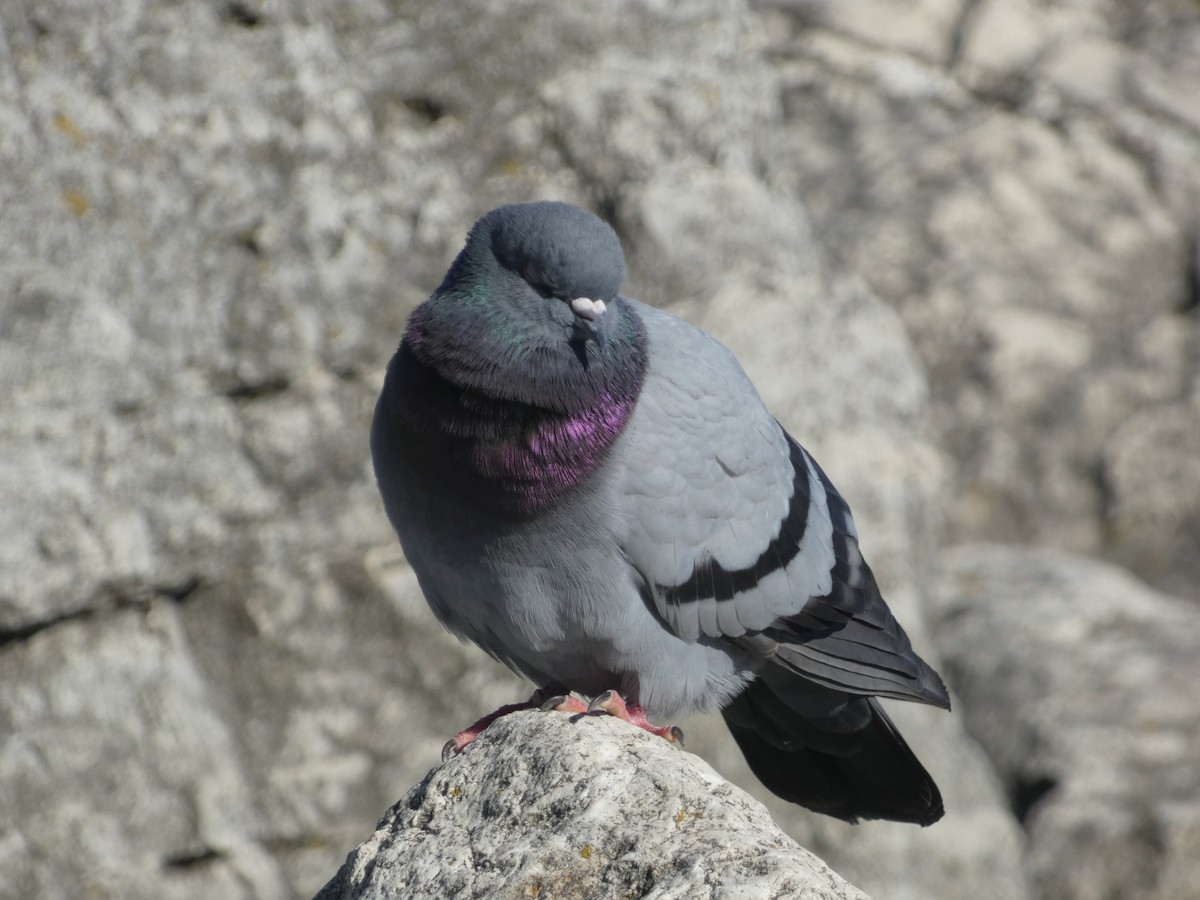 Rock Pigeon (Feral Pigeon) - ML534080851