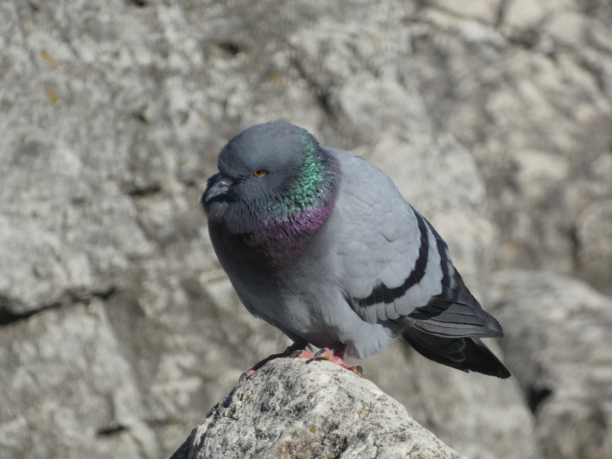 Rock Pigeon (Feral Pigeon) - ML534080861
