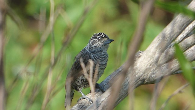 Добаш зебровий - ML534080931