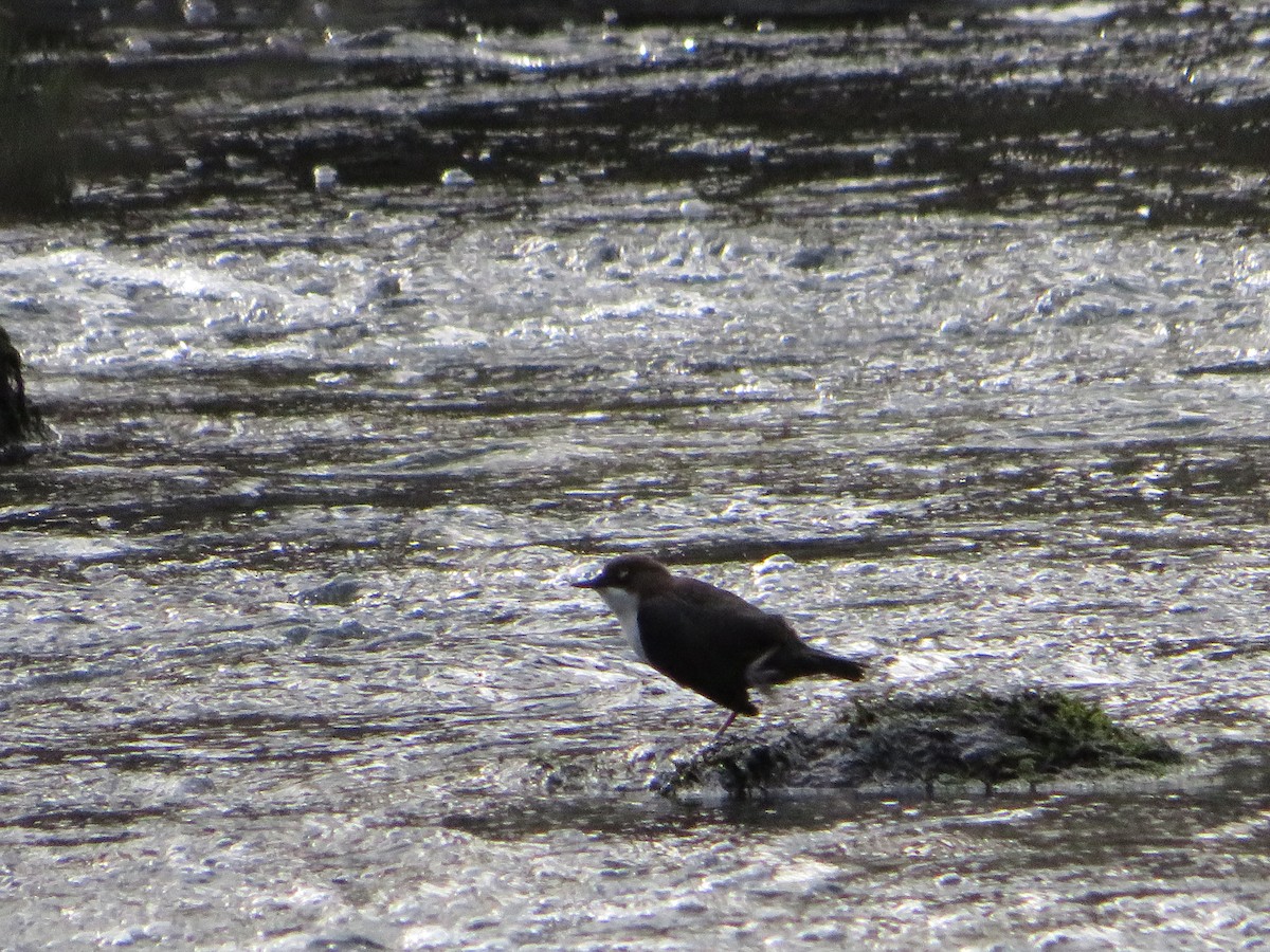 White-throated Dipper - ML534081061