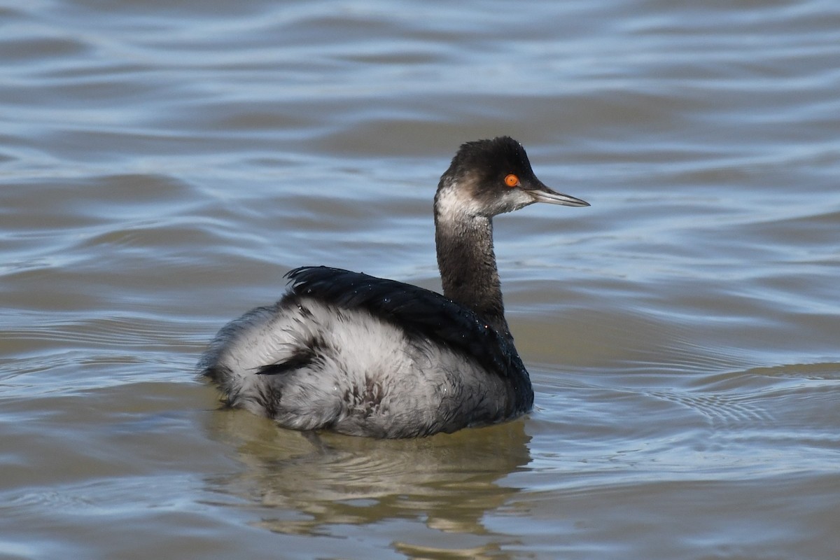 Eared Grebe - Tim Schadel