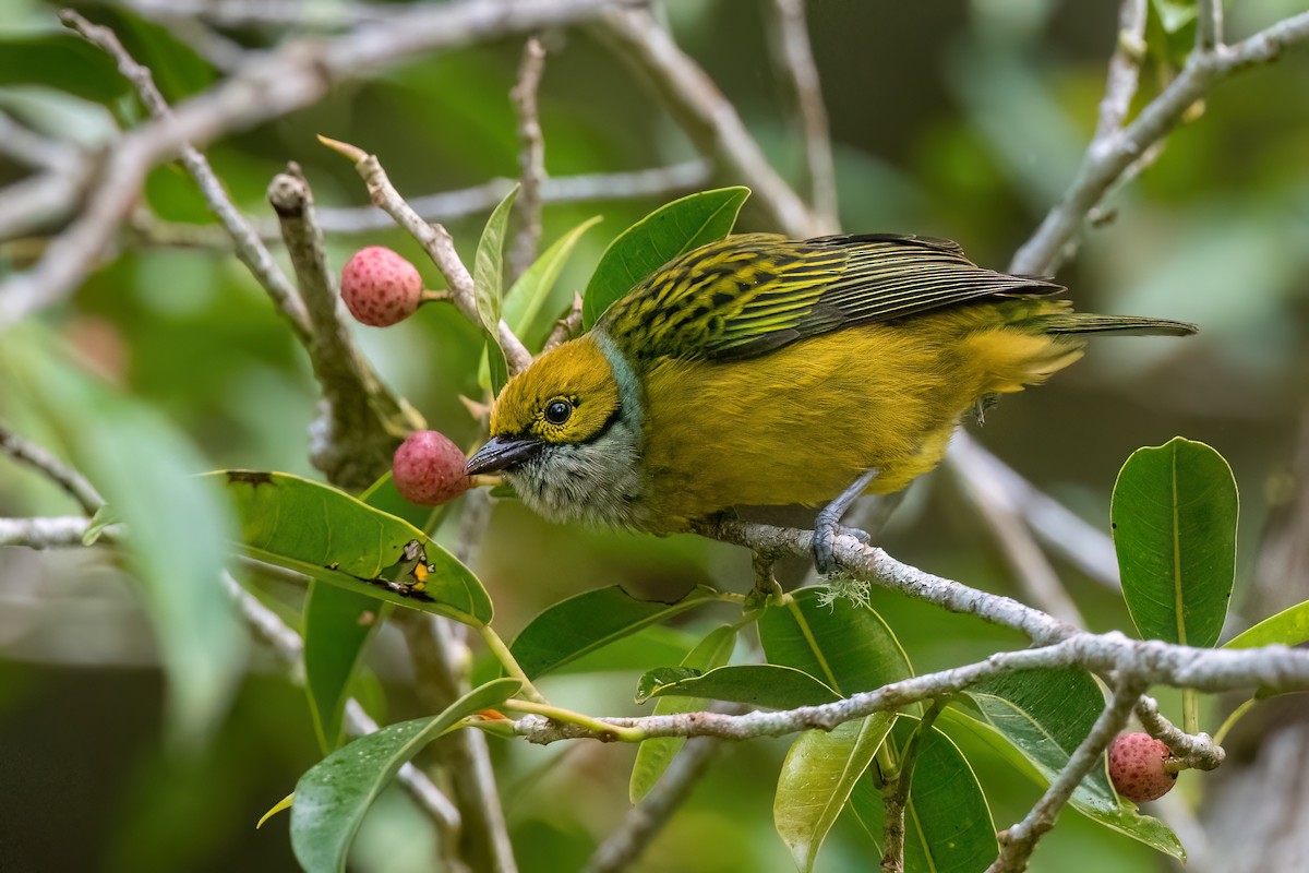 Silver-throated Tanager - ML534081291