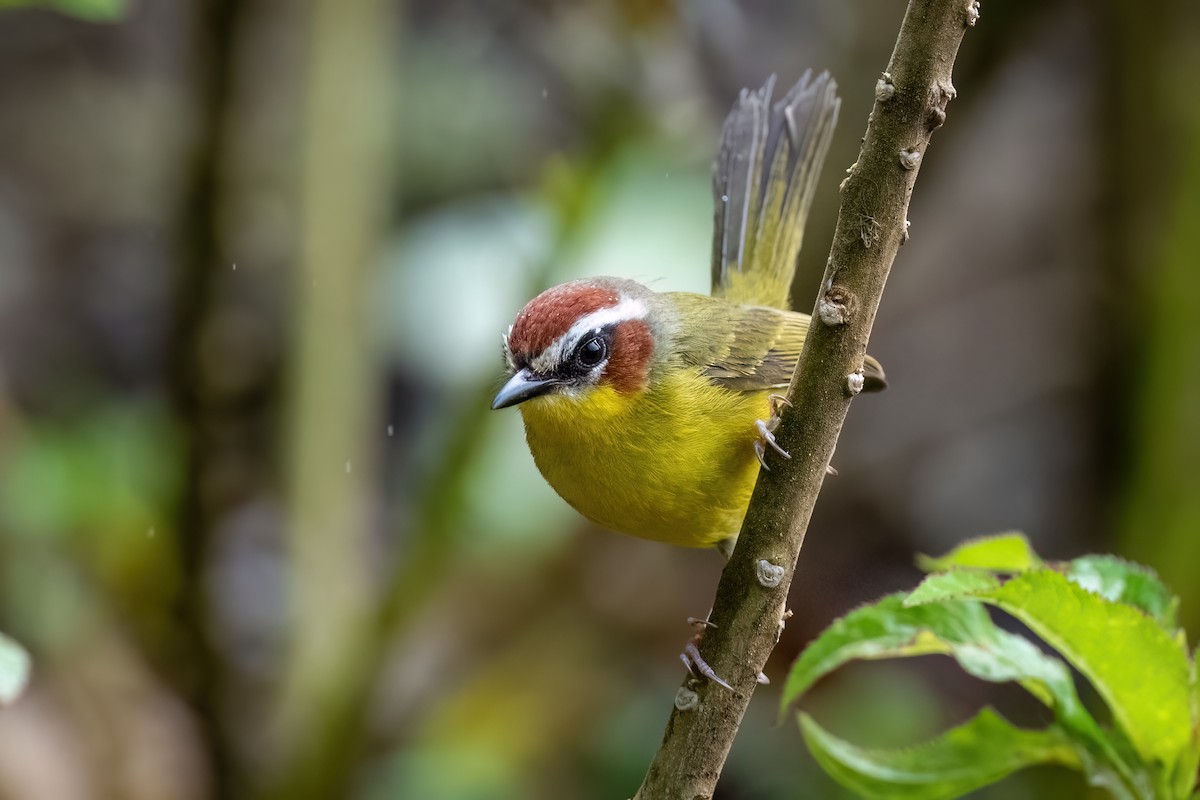 Chestnut-capped Warbler - Adam Jackson