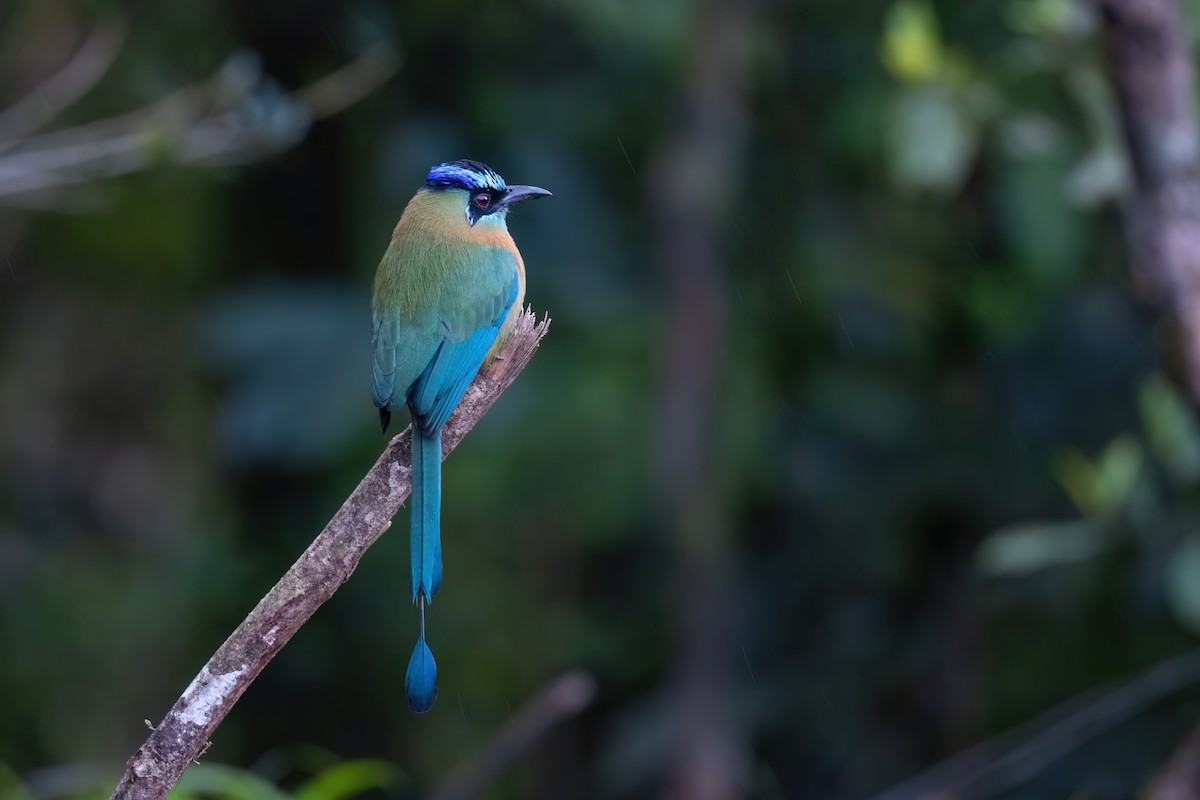 Lesson's Motmot - ML534081921