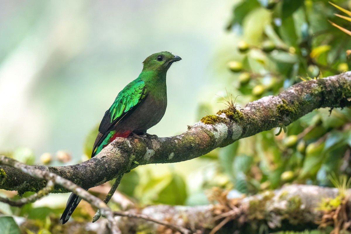 Resplendent Quetzal - Adam Jackson