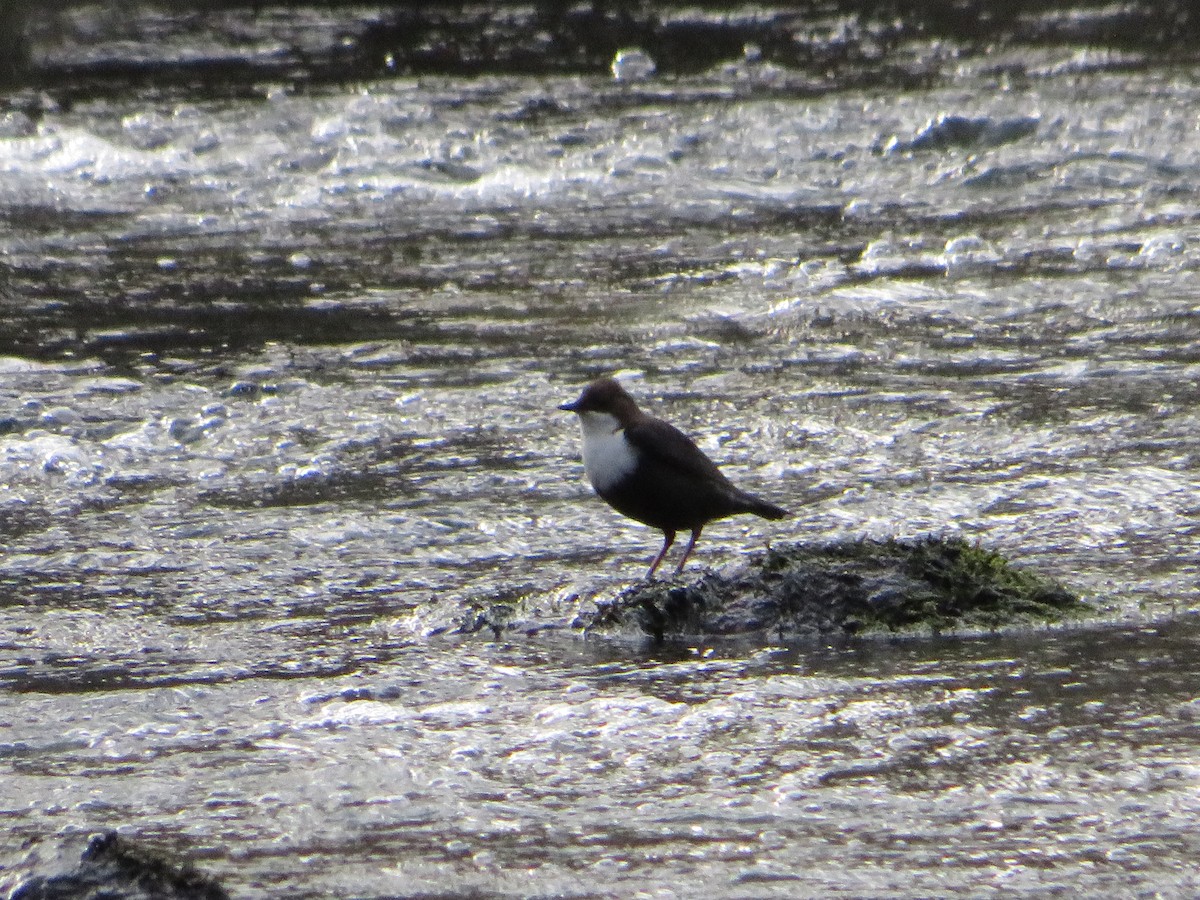 White-throated Dipper - ML534082241