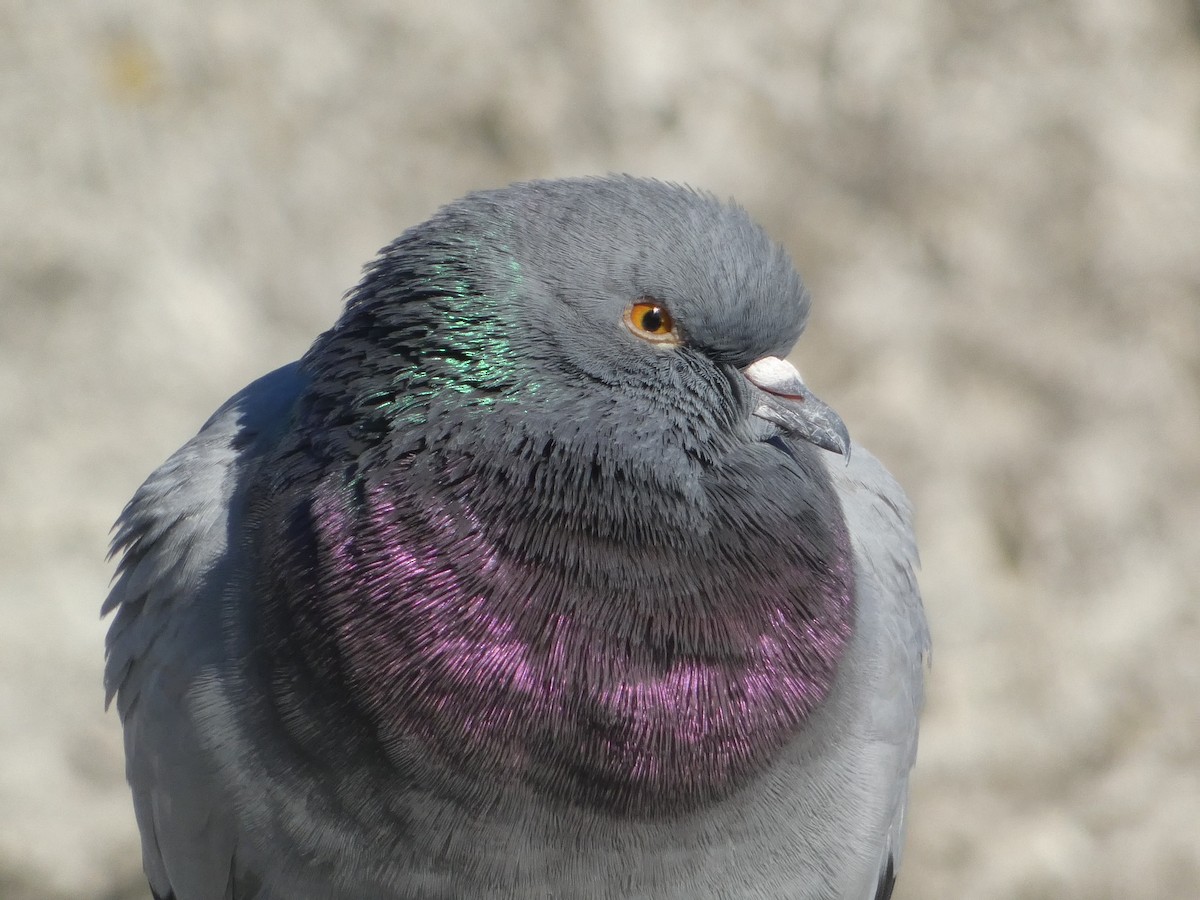 Rock Pigeon (Feral Pigeon) - ML534082521